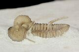 Scare Cyphaspis Carrolli Trilobite - Oklahoma #50971-4